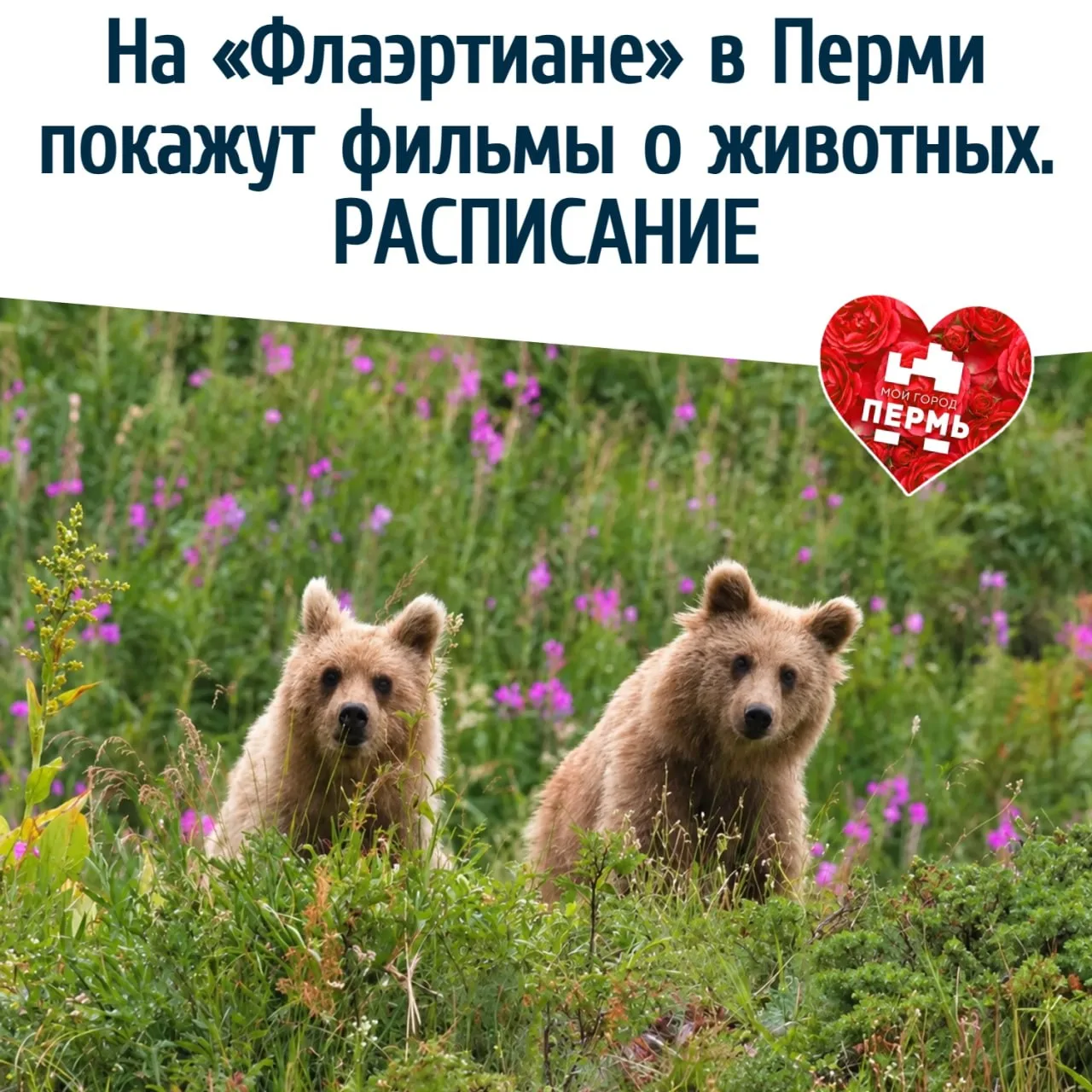 🎥 На «Флаэртиане» в Перми покажут фильмы о животных. Расписание