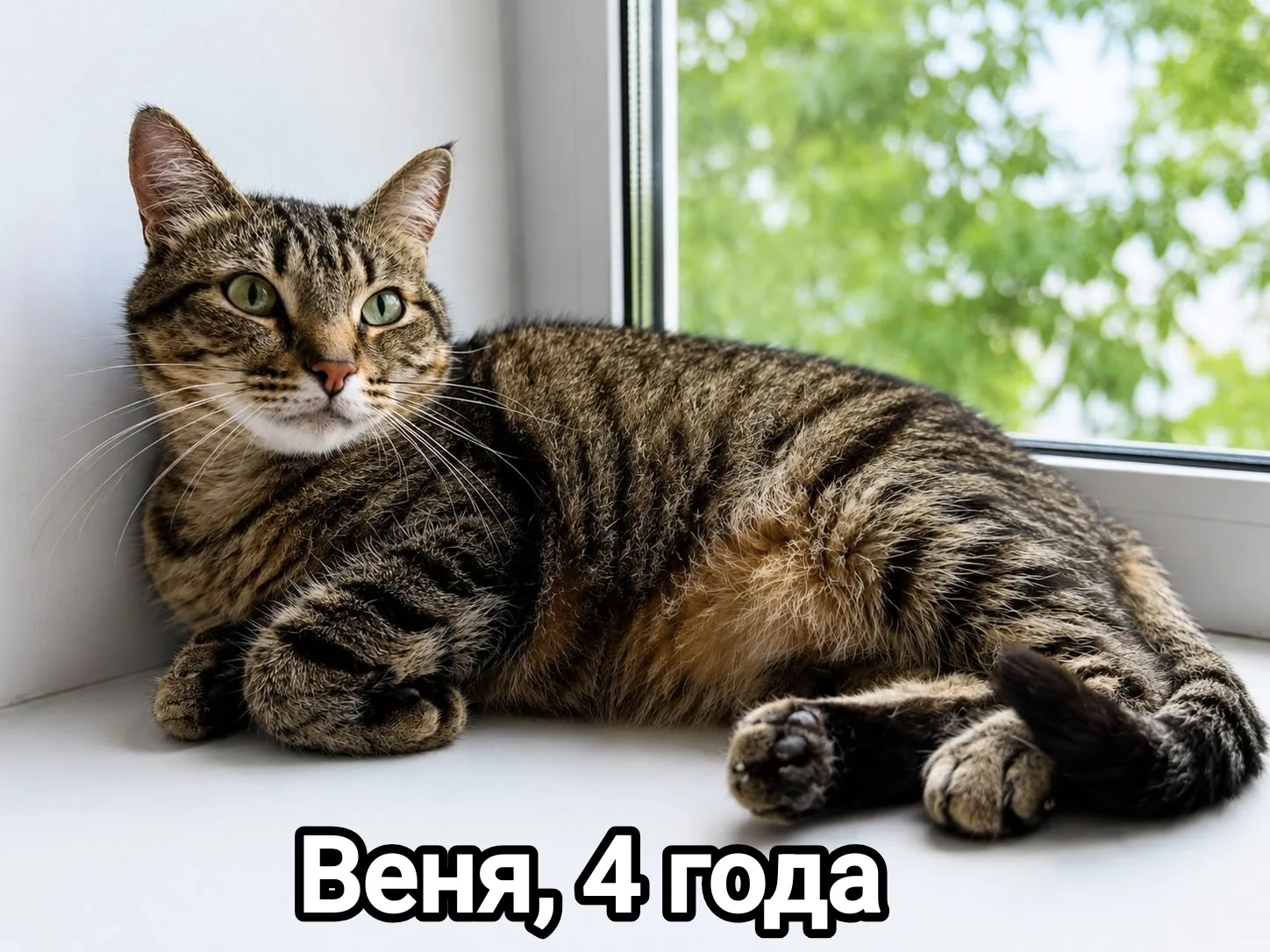 Не ждите «подходящего момента» — он уже наступил. 

Возьмите котика с передержки☺️

Усатые прошли че