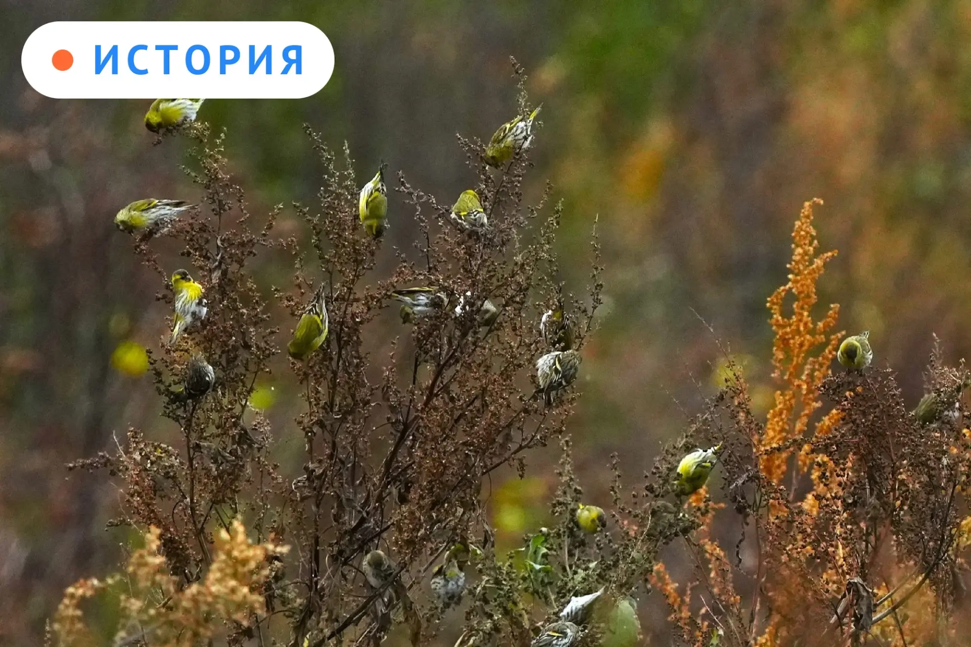 🦜 Орловец заметил в Мценском районе стаю из примерно 3000 птиц