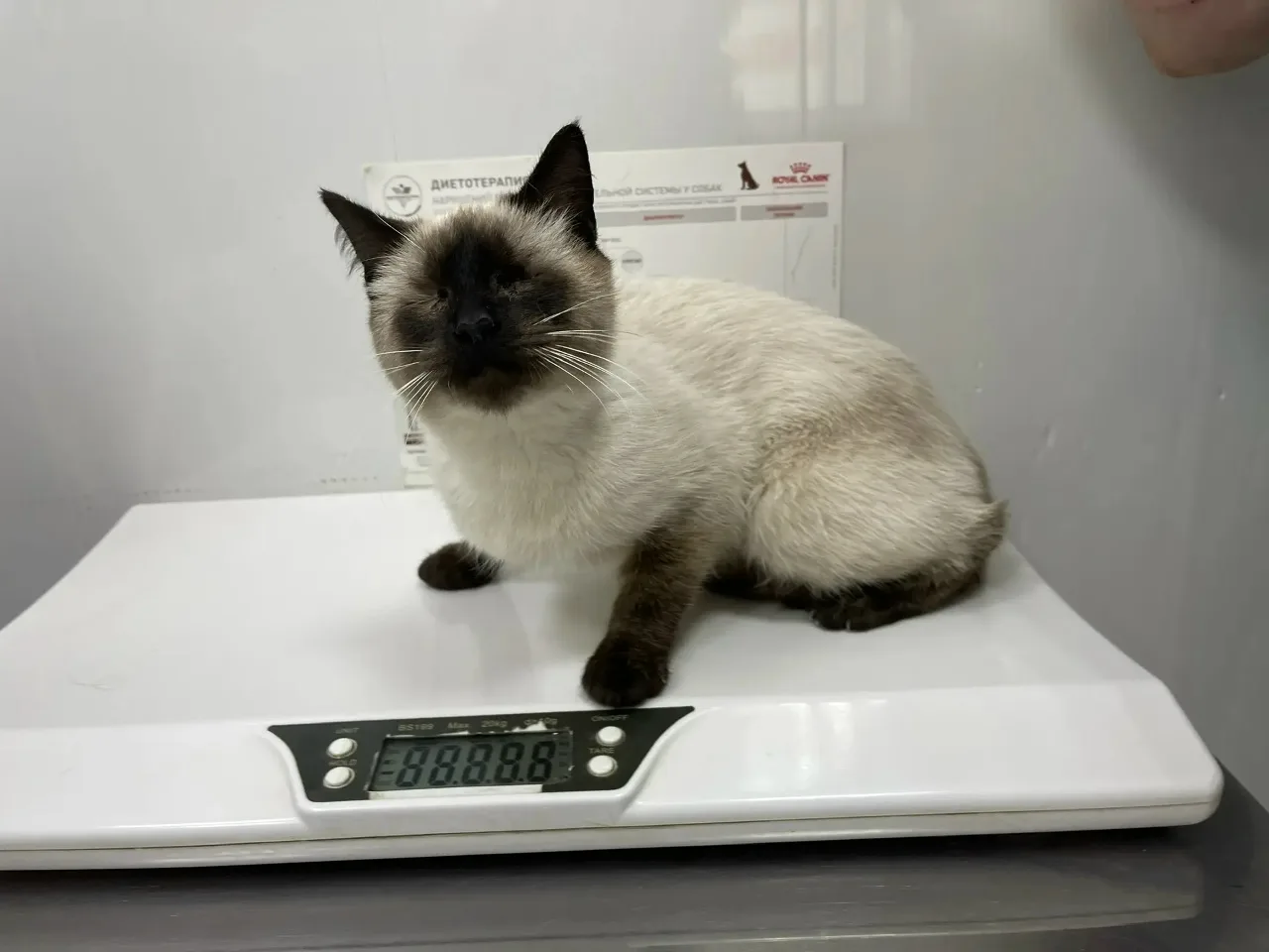 За кулисами приюта. Как ваша помощь работает каждый день. 🙏🐾  Сегодня у нас в «Омских хвостиках» сно