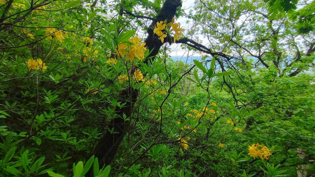Публикация фотографа Елены Брежицкой:  🌼На Бештау зацвела азалия понтийская, или жёлтый рододендрон 