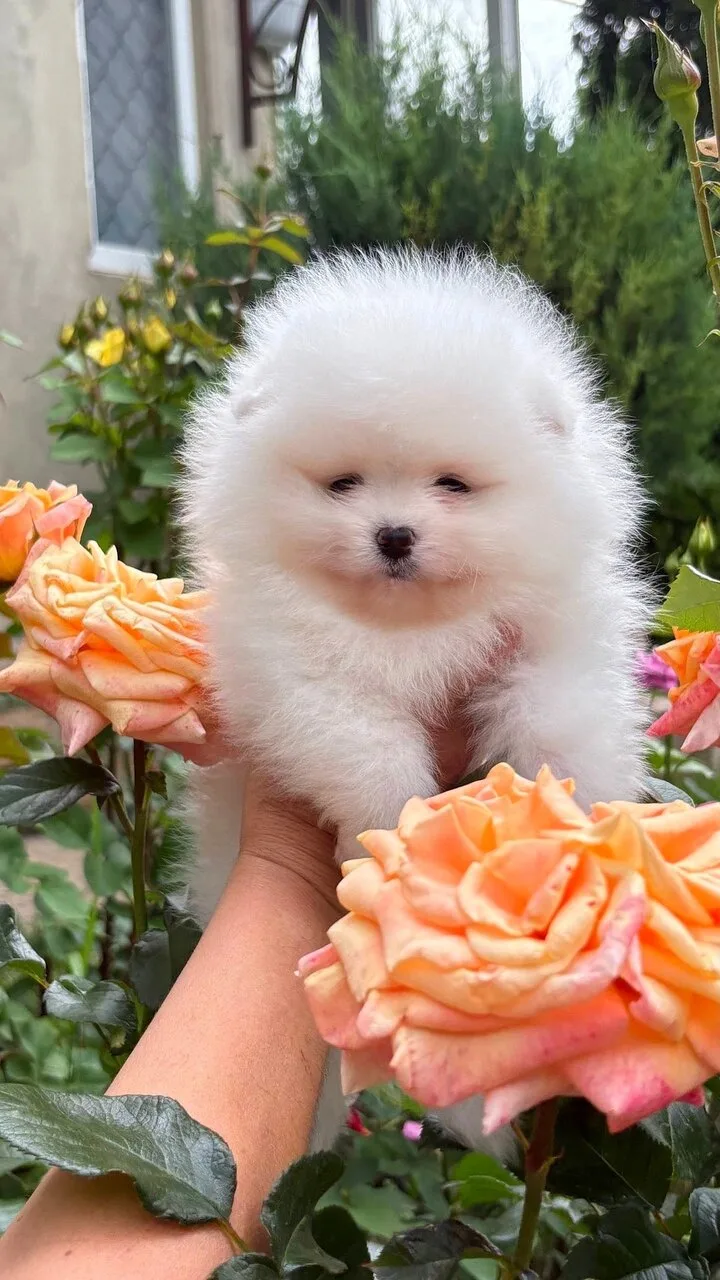 В продаже очень милые и нежные малыши породы Померанский шпиц🐾
Есть мальчики и девочка
Очень веселы
