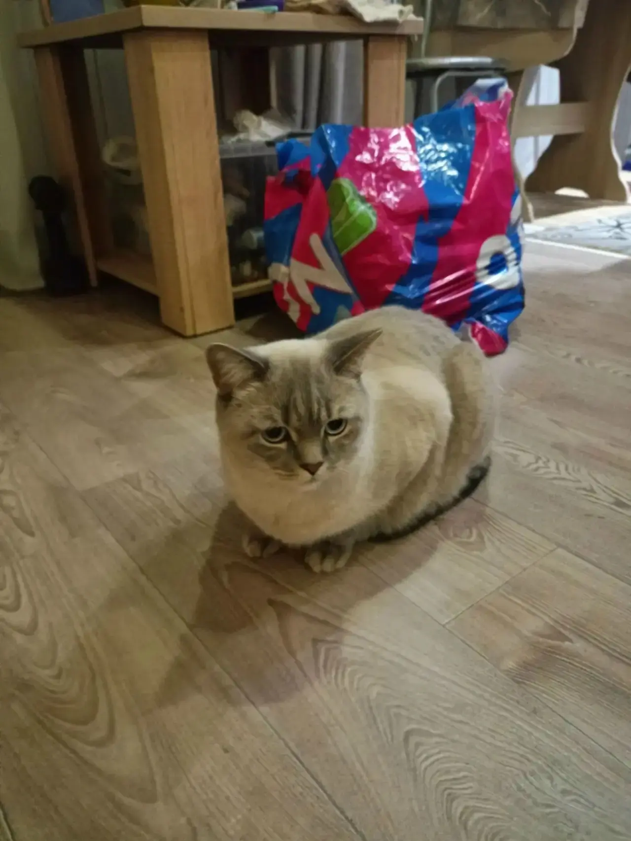 Нашли кота, отдадим в добрые руки. Светло-серый,глаза голубые. Ласковый, добрый, любит ...