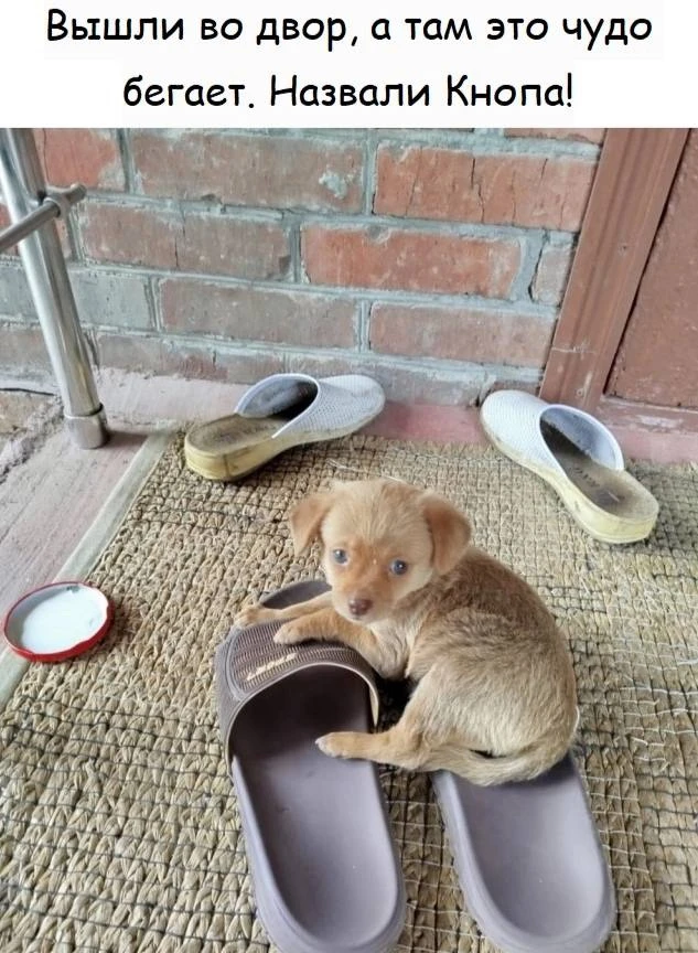 Шерстяной дружок 🐶