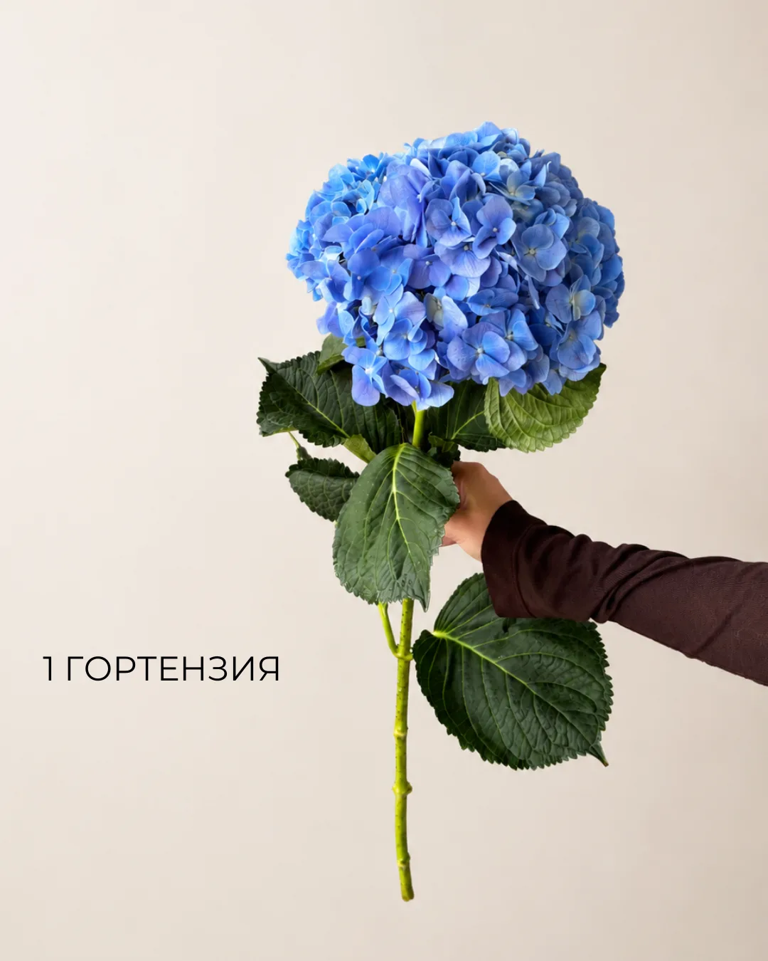 Сколько  гортензий выбрать? 💙
показываем наглядно , как меняется букет в зависимости от количества 