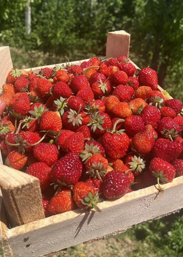 Новый, свежий привоз Ягод из Кыргызстана уже в ЭТОТ ПОНЕДЕЛЬНИК (18.05)! 🍓  Мы привезли клубнику "ЧЁ