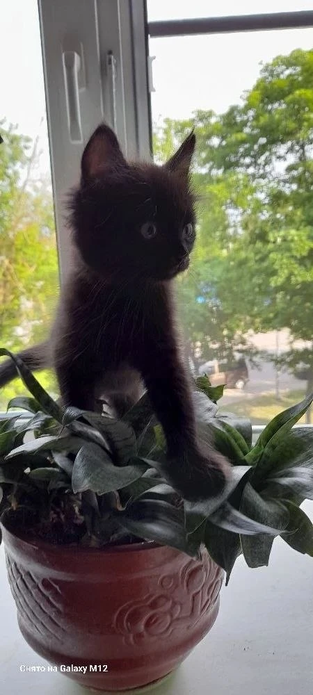 Тут коты на цветах растут. А котомама пишет:

Манана (Маня) – удивительный которебёнок.. В 1,5 месяц