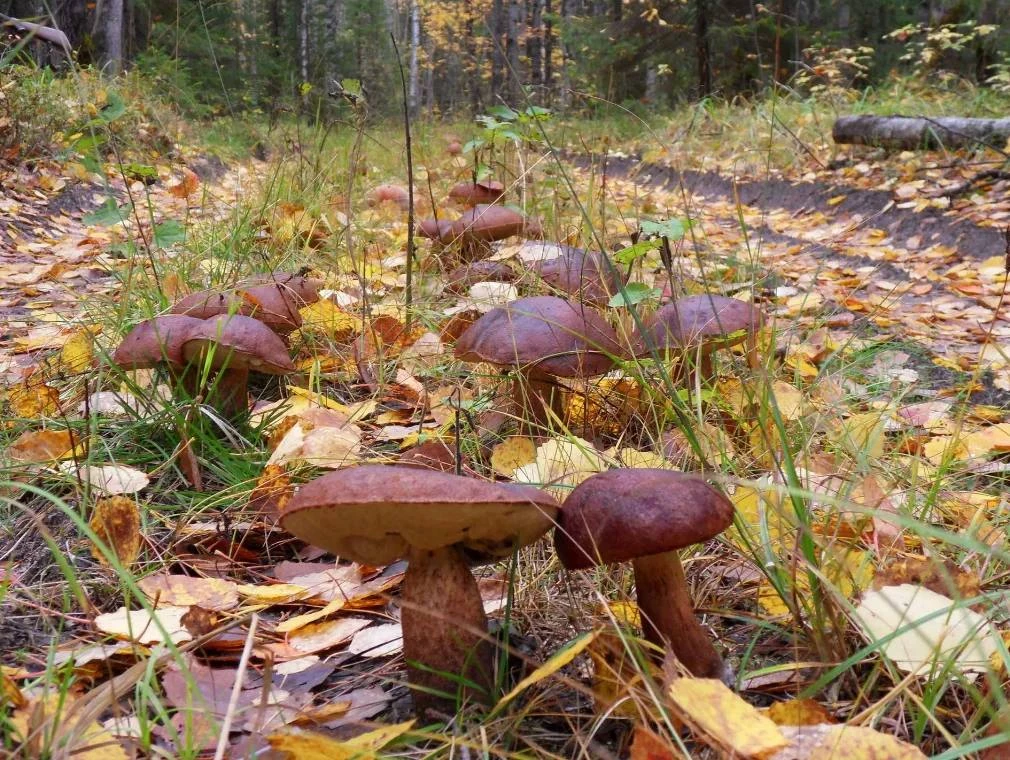 🍄‍🟫 Собирать грибы вдоль дороги нельзя — они накапливают тяжёлые металлы и вредные ве...
