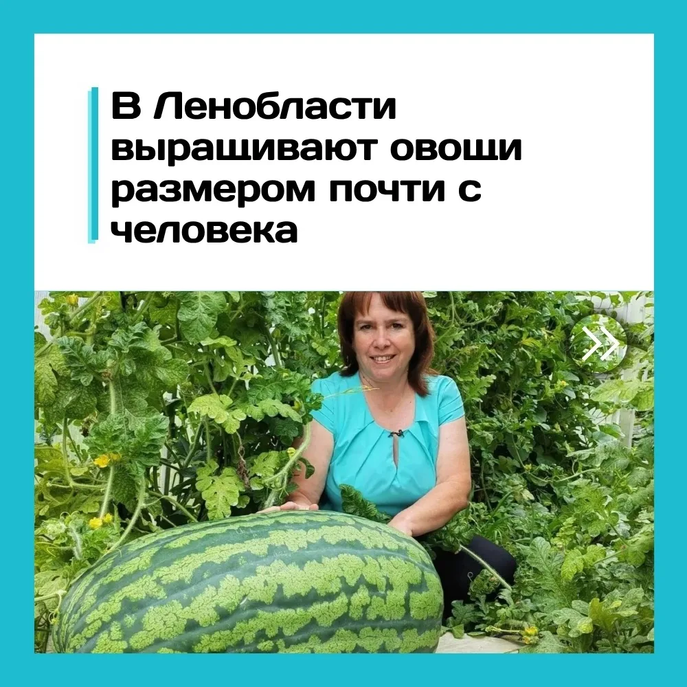 Огород в Сясьстрое удивил гигантскими овощами ⚡