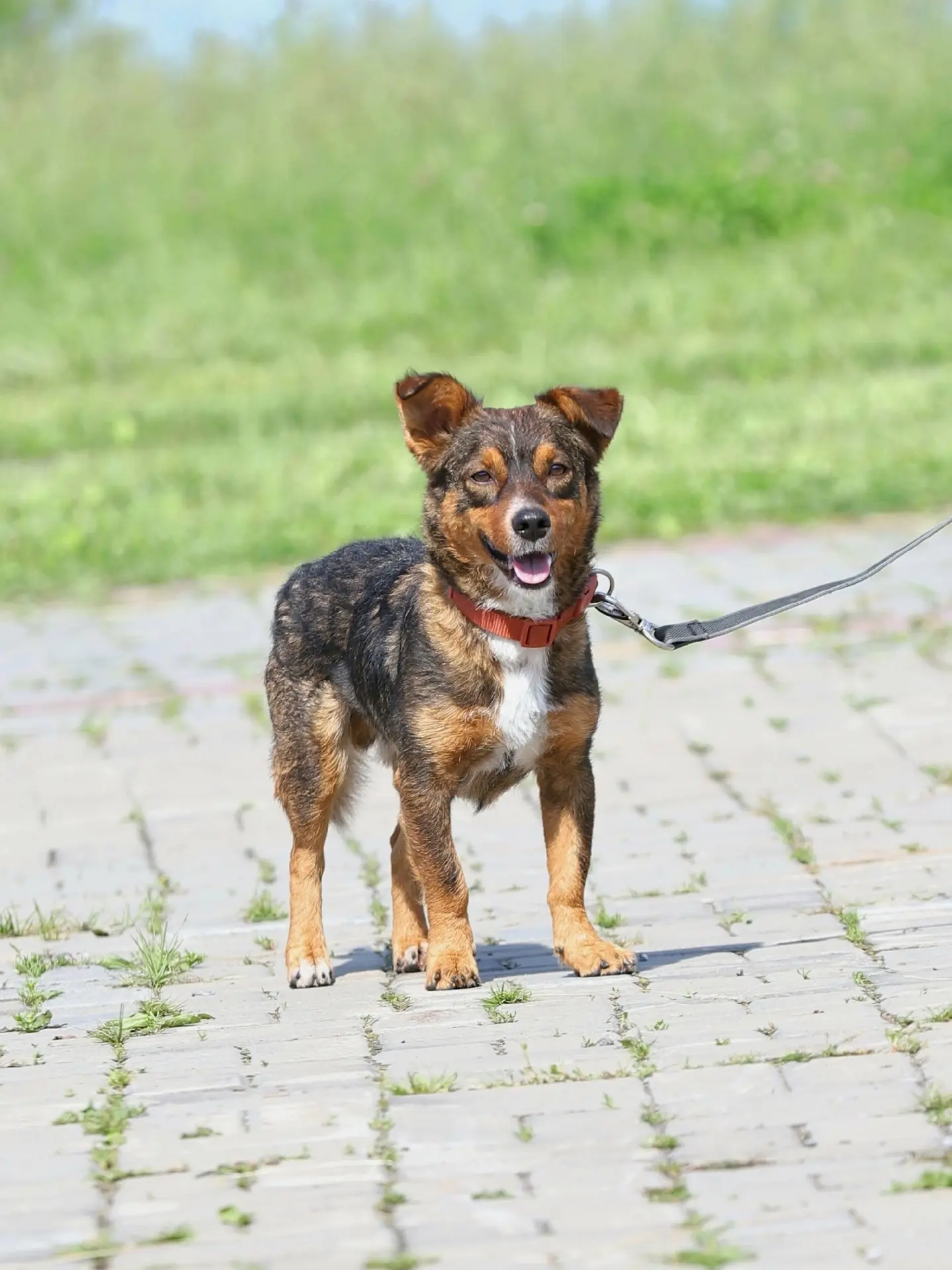 5 вёрст в поддержку пушистиков🐶🐈🐾
