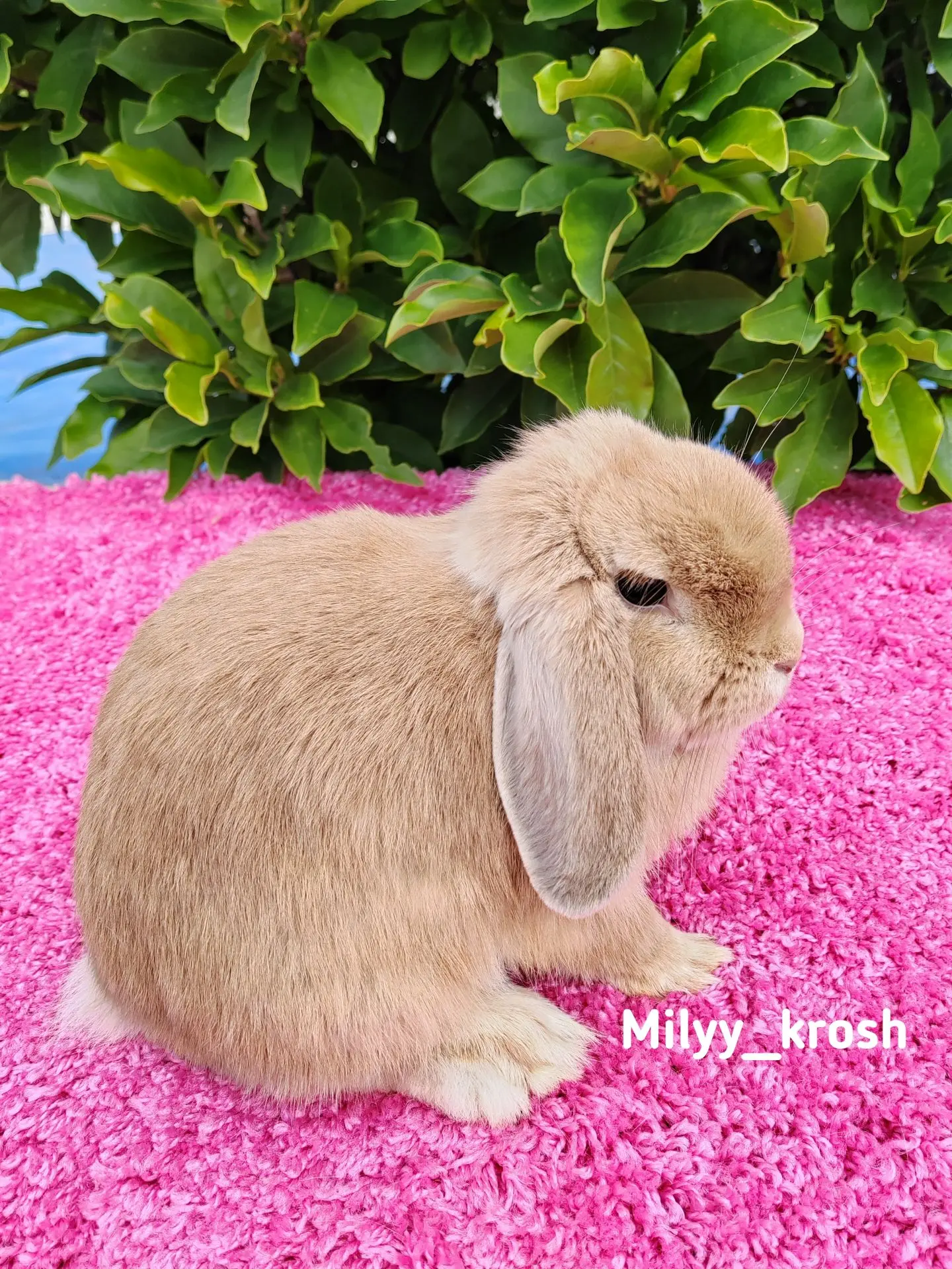 🐰❤️🐰 Наши чудесные кроши🐰❤️🐰