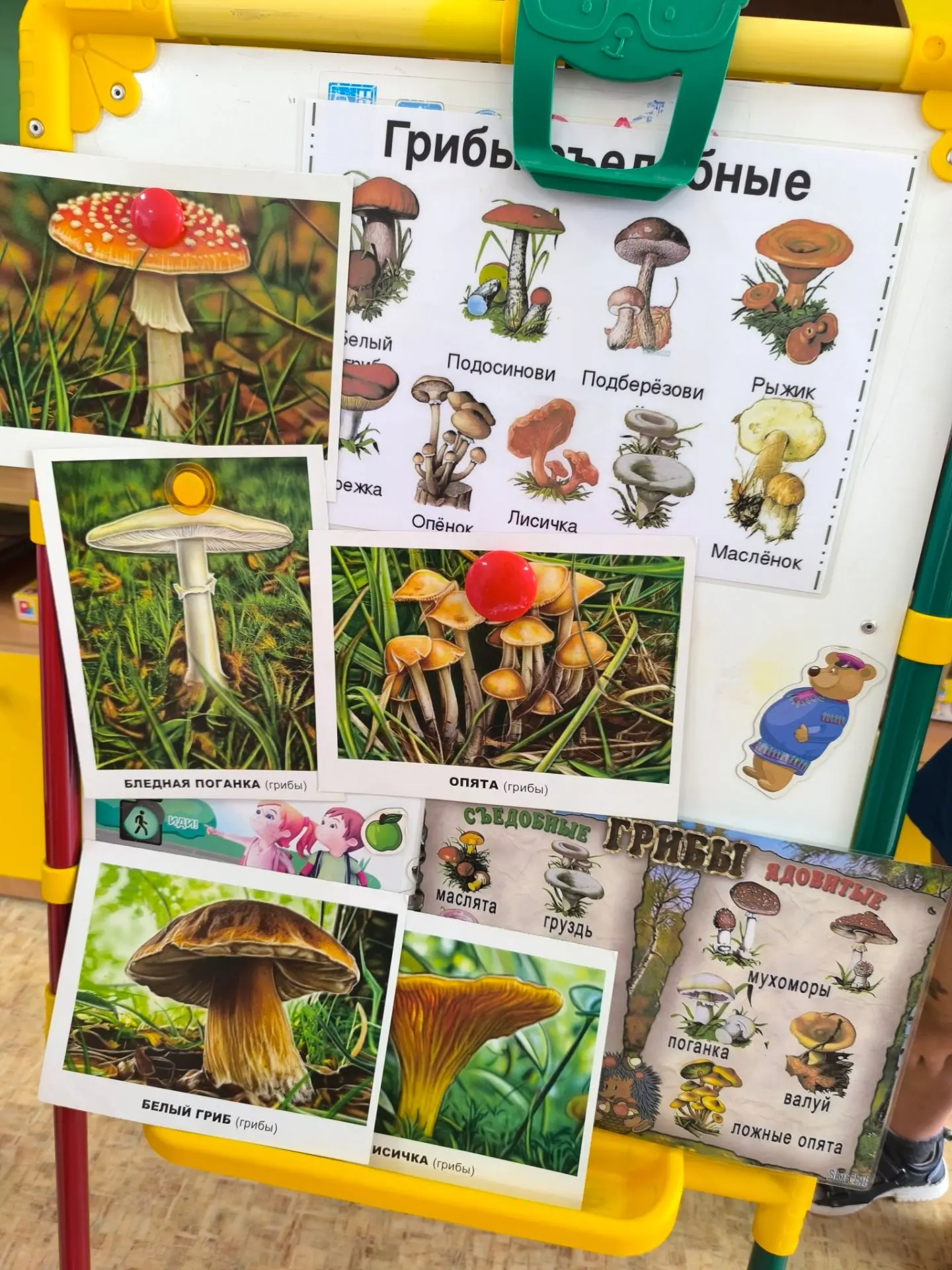 🍄 Волшебный мир грибов: день открытий в группе №4! 🌞