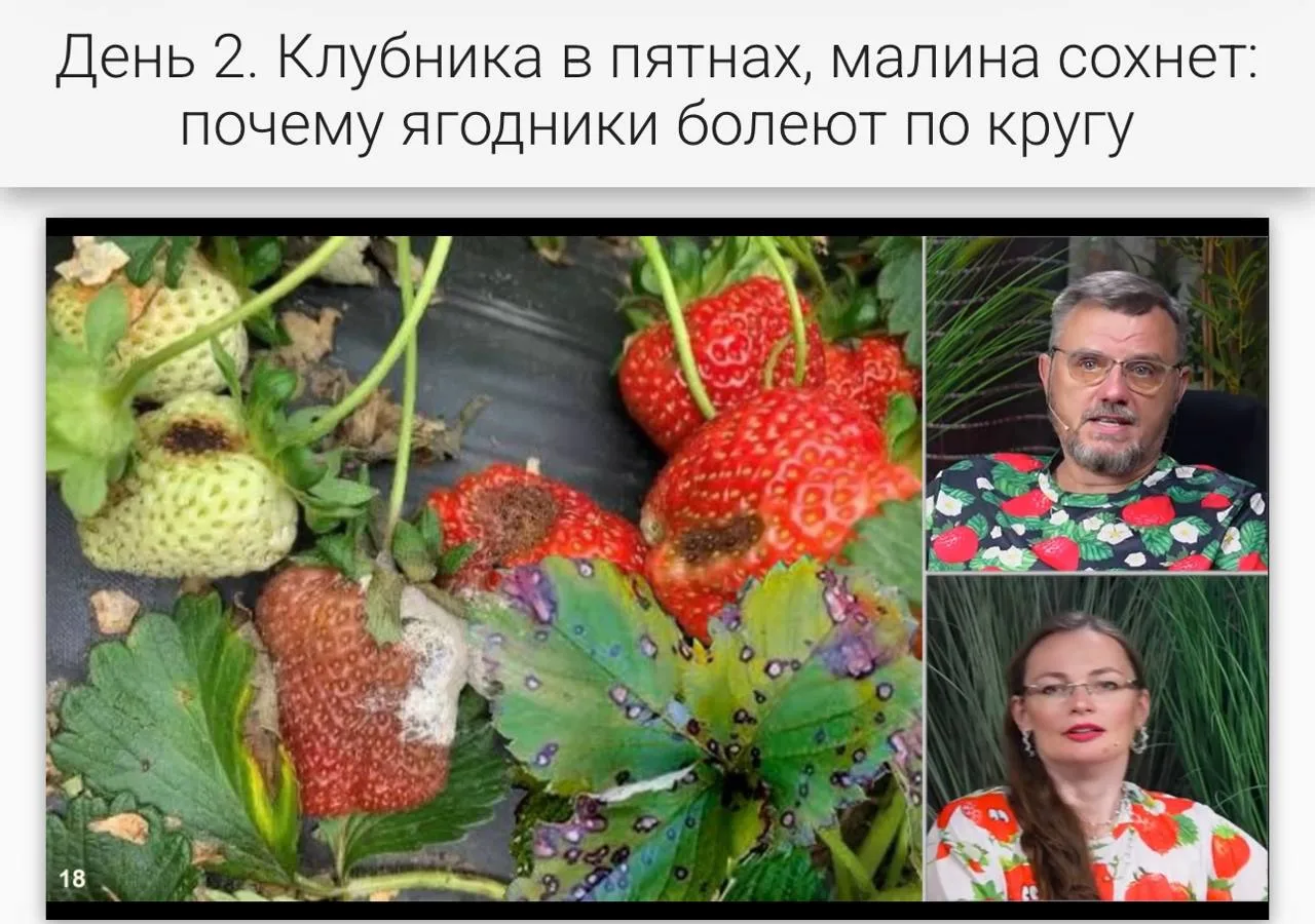 БИОпрепараты не помогают?