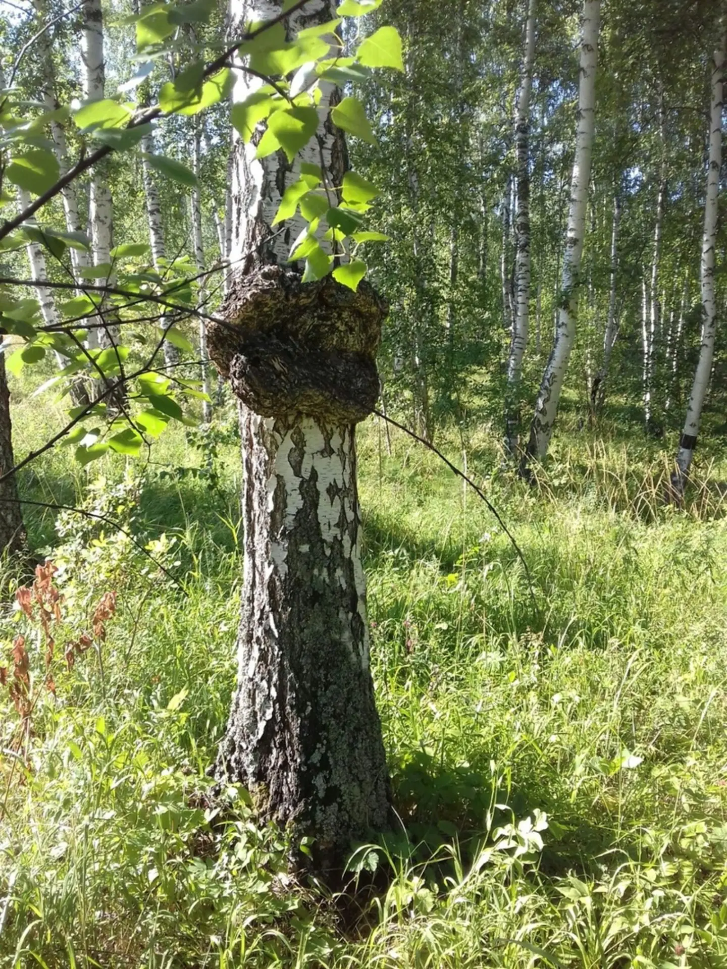 ⛔ Иғтибар: урманға инеү тыйылды