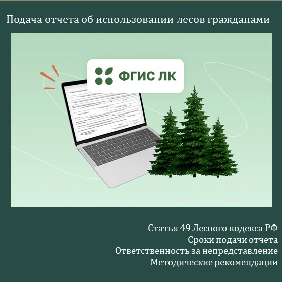 Отчет об использовании лесов: новые правила с 2025 года для всех!