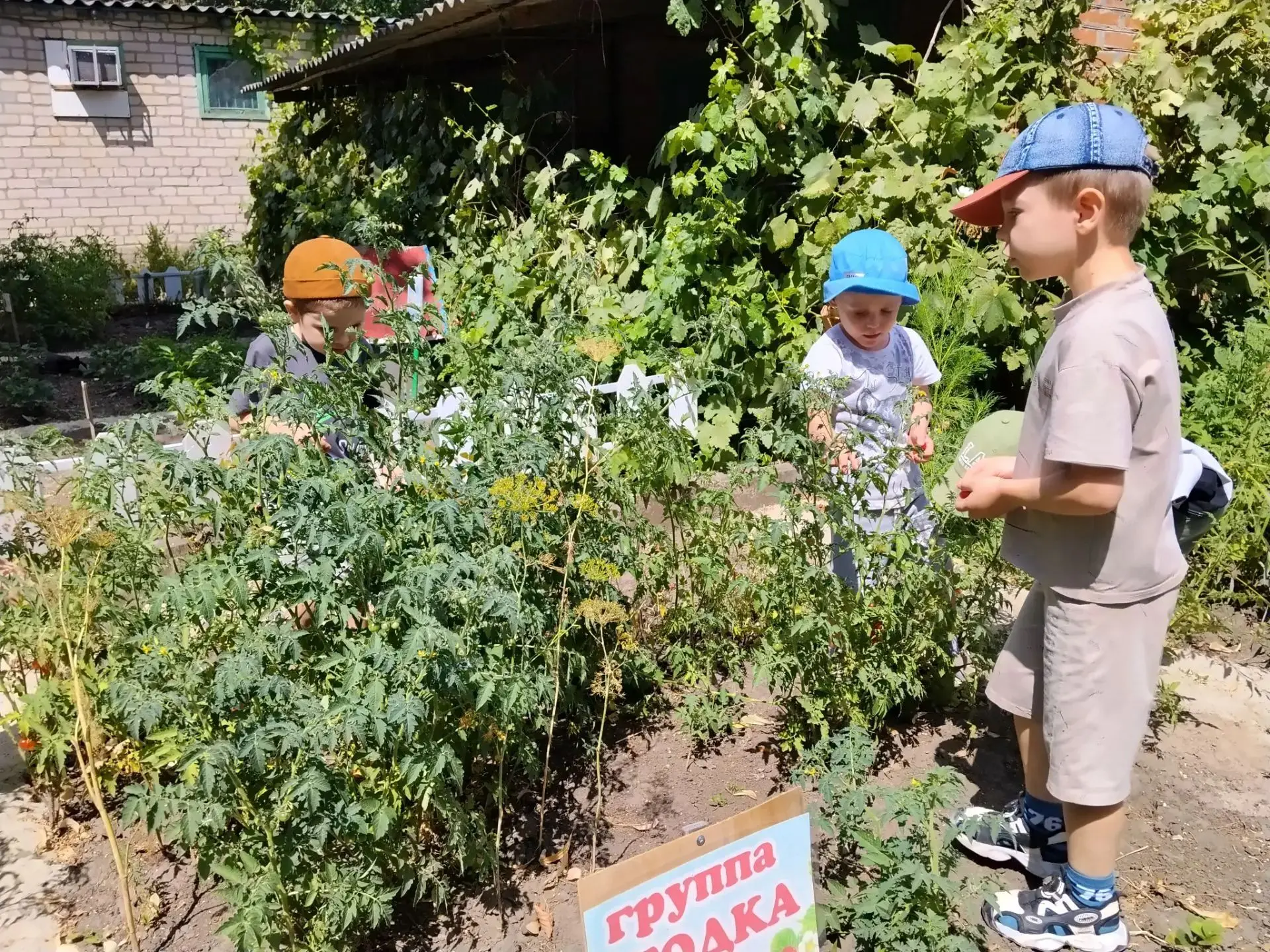 🍅 Время собирать урожай в группе «Ягодка»! 🌿

Наши маленькие садоводы отлично потрудились! Всё лет
