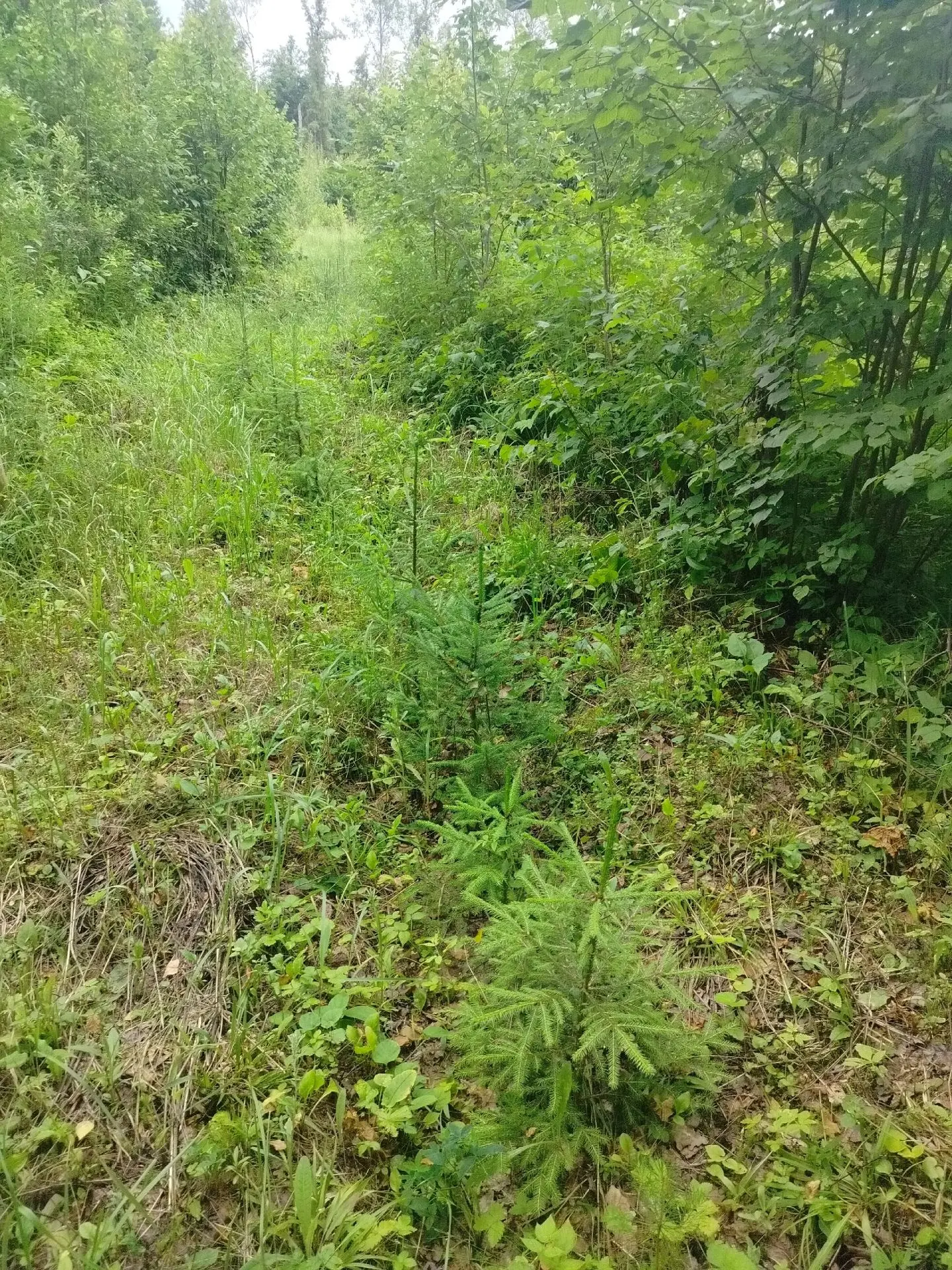 🌿 Уход за молодыми лесными культурами — важная часть работы! 🌿

В Дудоровском участковом лесничест