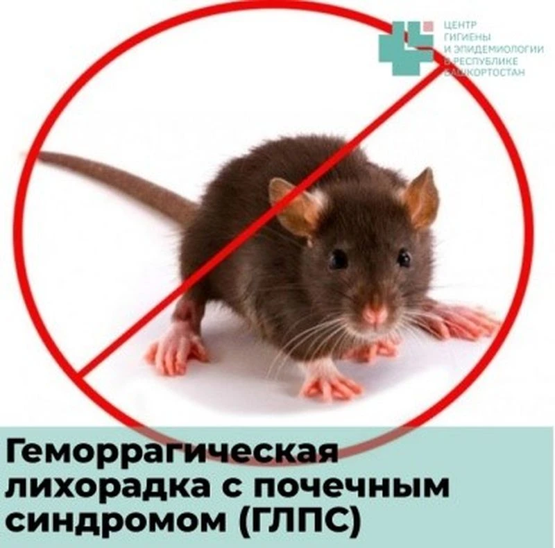 Главные правила подготовки дачи к летнему сезону. Профилактика ГЛПС
Весенний сезон — период наибольш