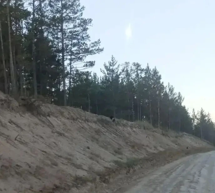 📣Замечен