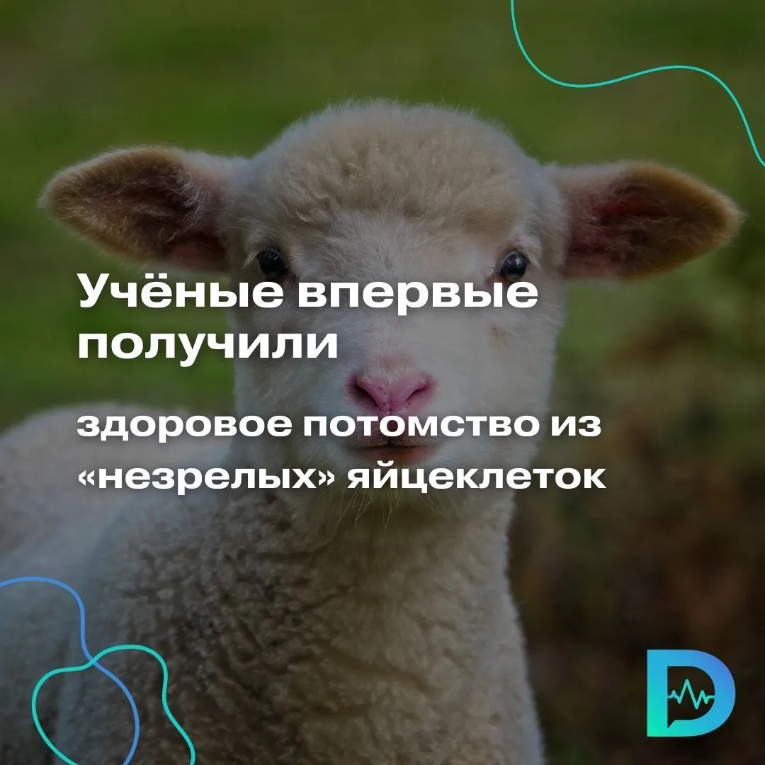 Британские эмбриологи сделали шаг, который может изменить будущее ЭКО: им удалось вырастить полноцен