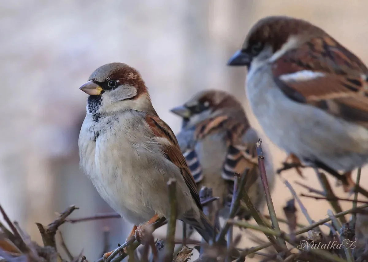 🐦 Сколько воробьев осталось в городах России - скоро узнаем.