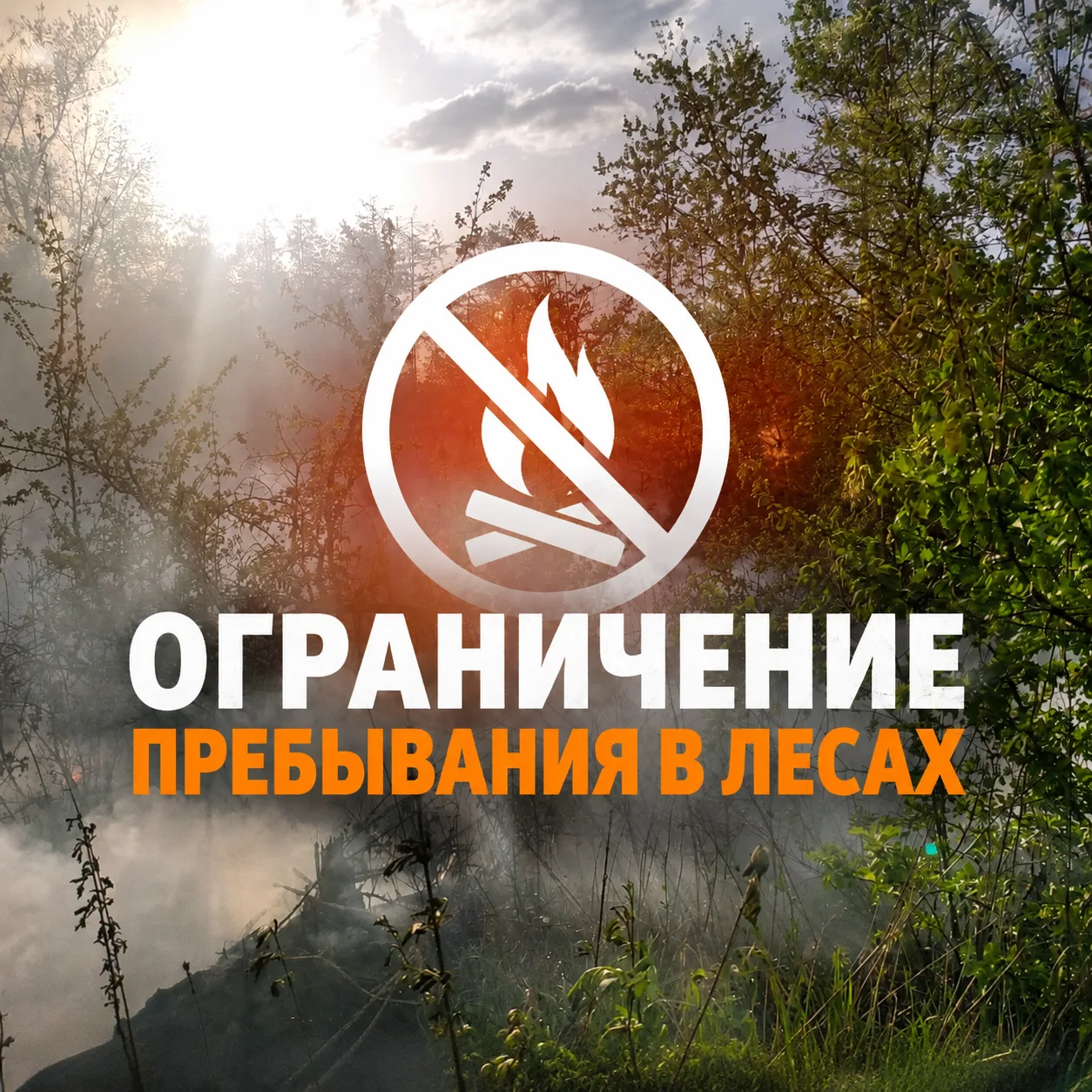 Ограничения пребывания граждан в лесах продолжают действовать