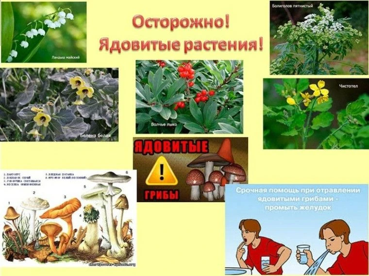 💥Первая помощь при отравлении ядовитыми растениями или грибами.
Отравление может произойти при приё