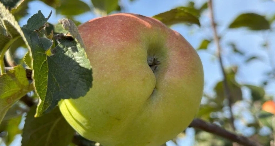 🍎 Аномальный урожай яблок: как сохранить плоды надолго?
