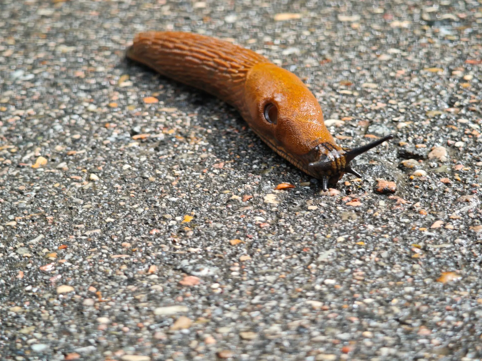 Большой слизняк 🐌🐌🐌
