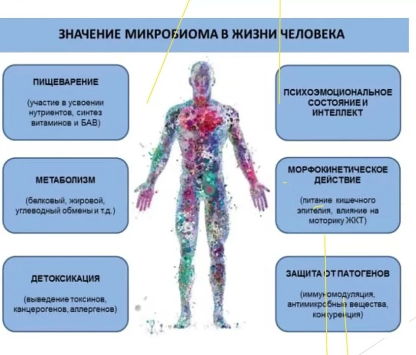 Микробиом  в жизни человека влияниет на   здоровье и самочувствие.