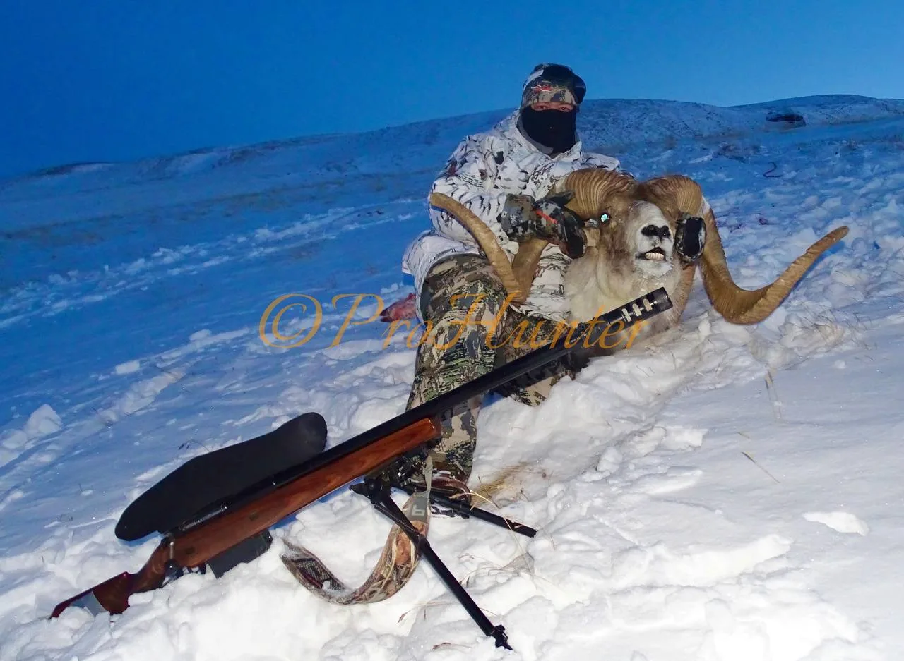 Трофей аргали из #киргизия
Винтовка на переднем плане - Рекорд-338. Изрядно с ней намучился во время