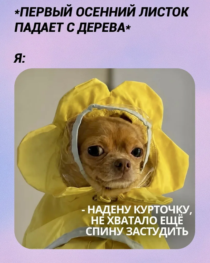 🐾😁☔️