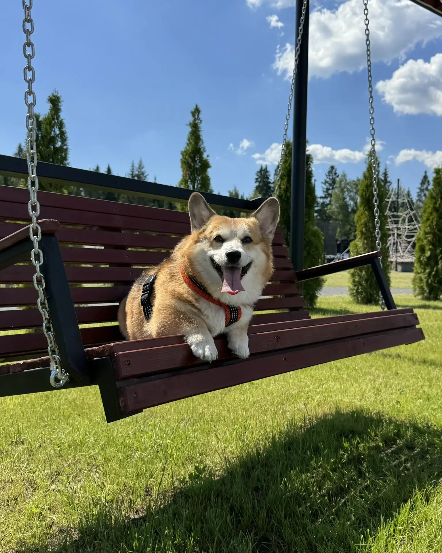 Всем привет! Я — Ева 🐾

Сегодня меня наконец-то взяли куда надо. Не к грумеру. Не в магазин «подожд