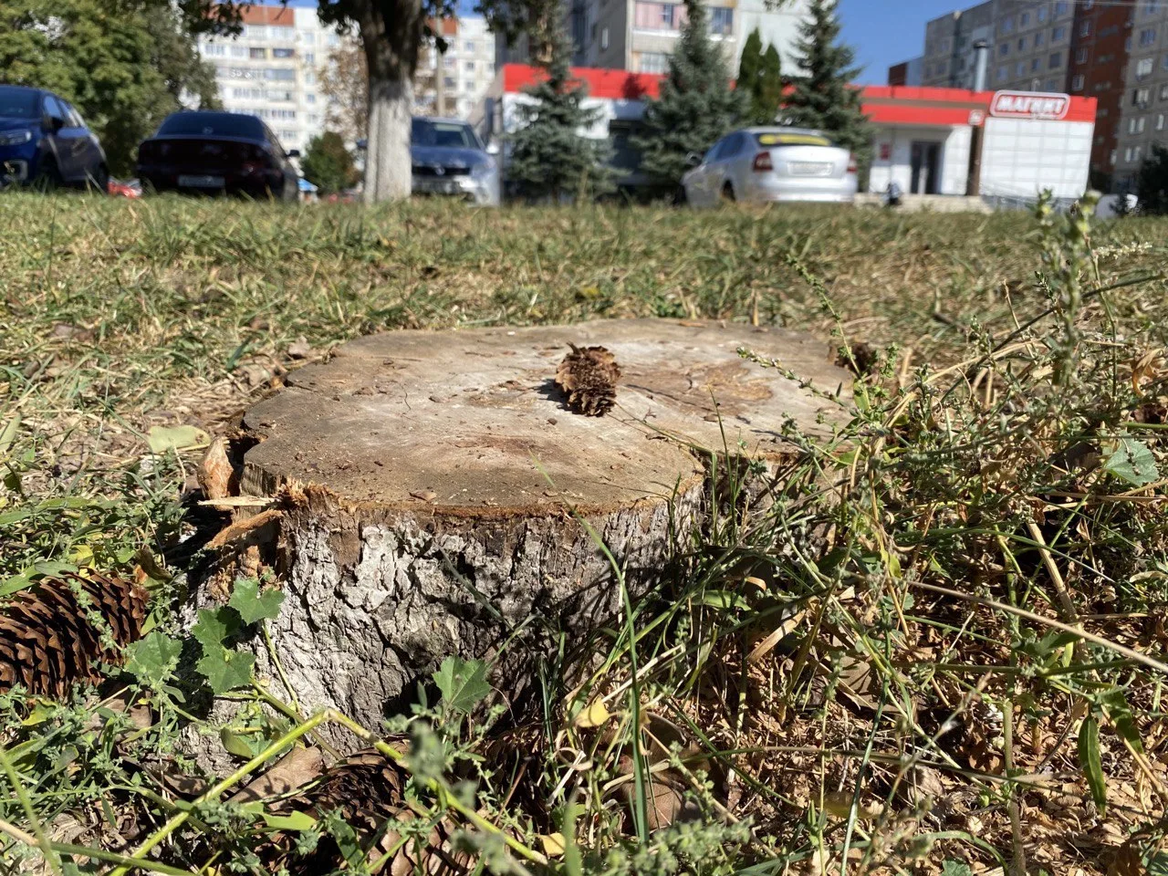 В Орле детсад не смог вовремя заплатить за вырубку деревьев