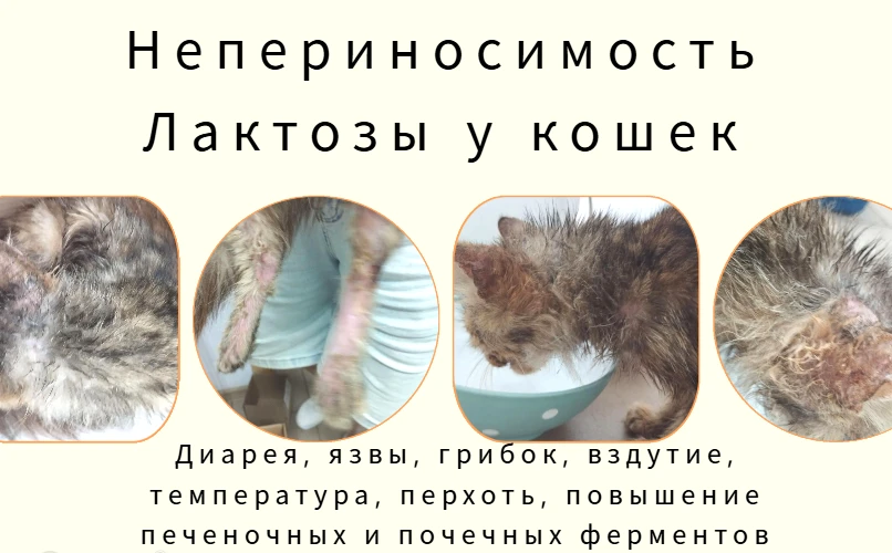 🐱 Как мы спасли кошку с тяжёлой аллергией: клинический разбор