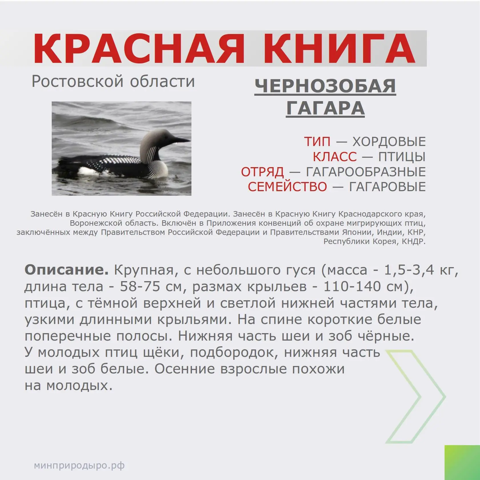 📕 Рубрика «Красная книга Ростовской области»! 

📚 В этой рубрике мы рассказываем вам о животных и 