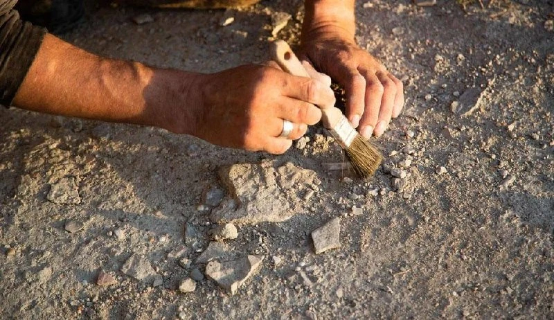 🦴 В Крыму археологи обнаружили останки ранее неизвестного вида древнего ворона, жившего около 1,8–1