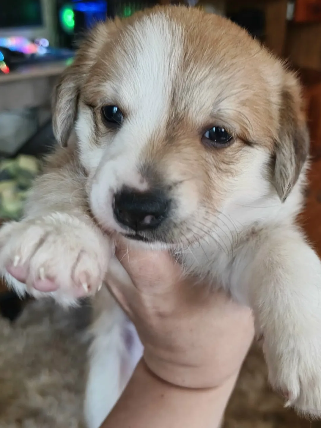🐕 Отдаём в добрые руки очаровательную малышку-щенка!
Это маленькое чудо уже сейчас покоряет всех св