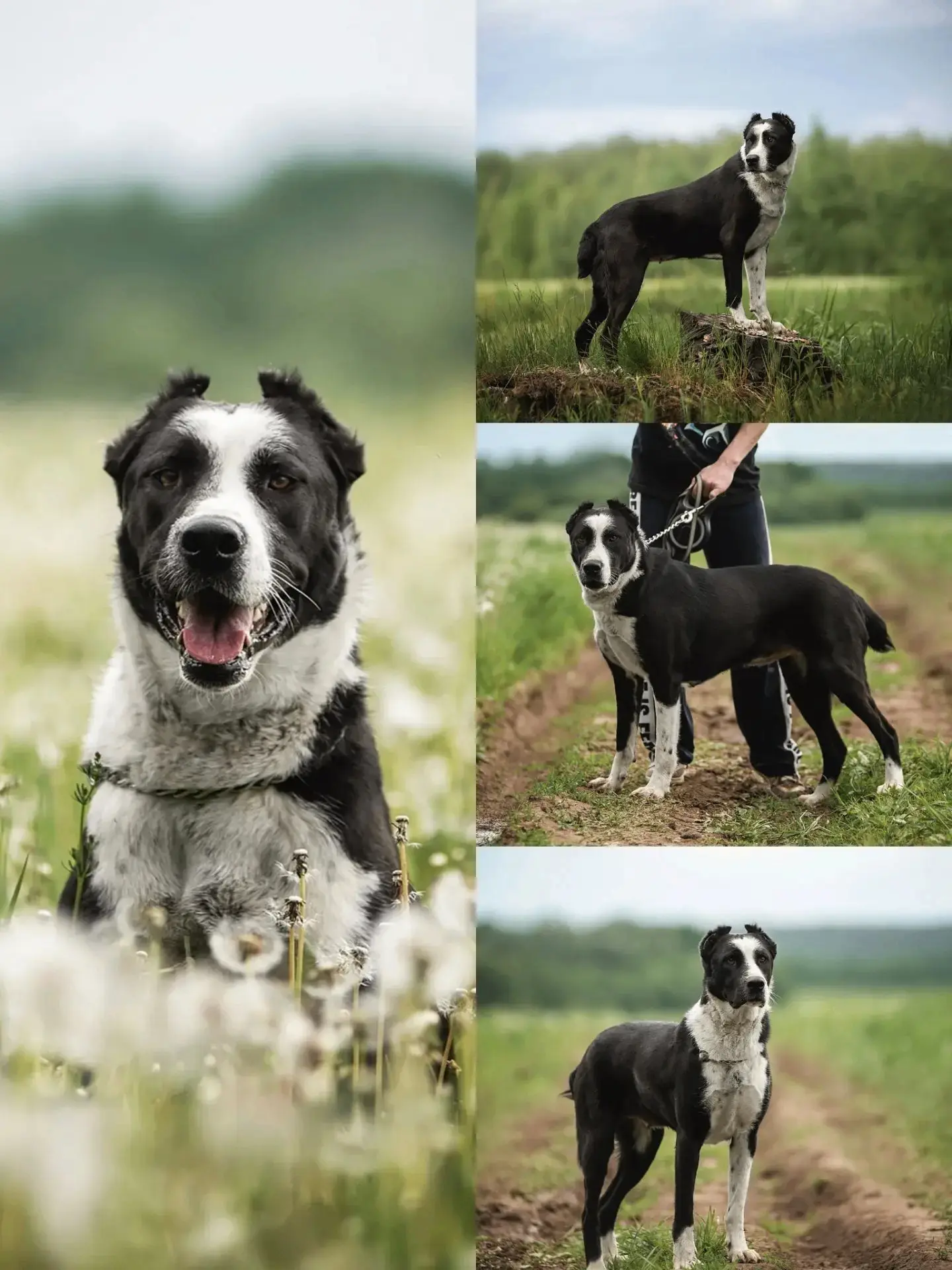 🐾  Лола