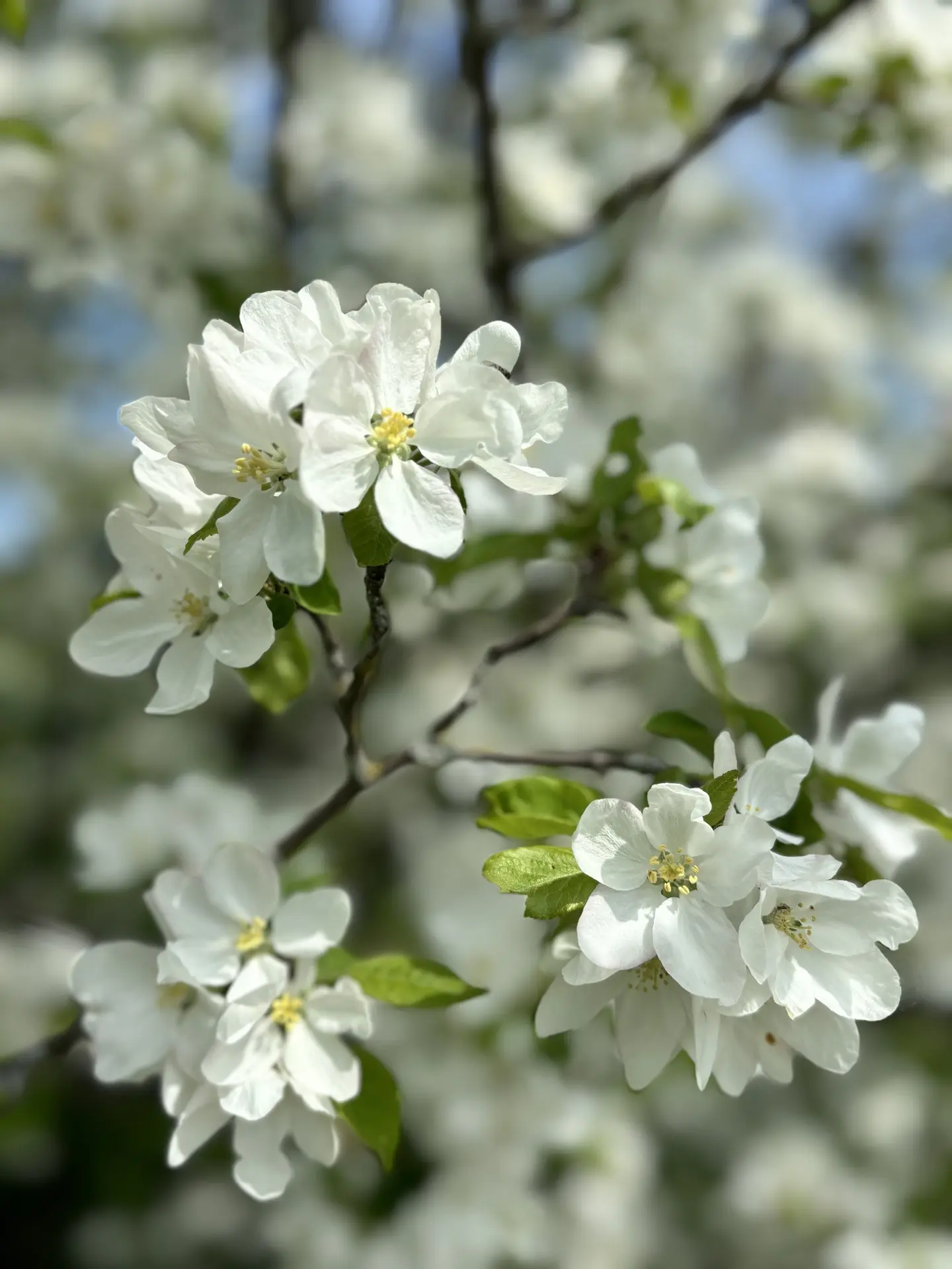 Не проходите мимо красоты🌸  Хорошей недели, Новомосковск 💕