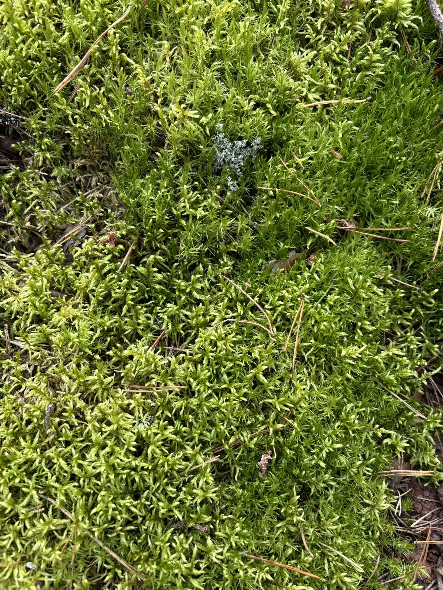 🌲🌳 Природа в лесу – лучшее место для перезагрузки.