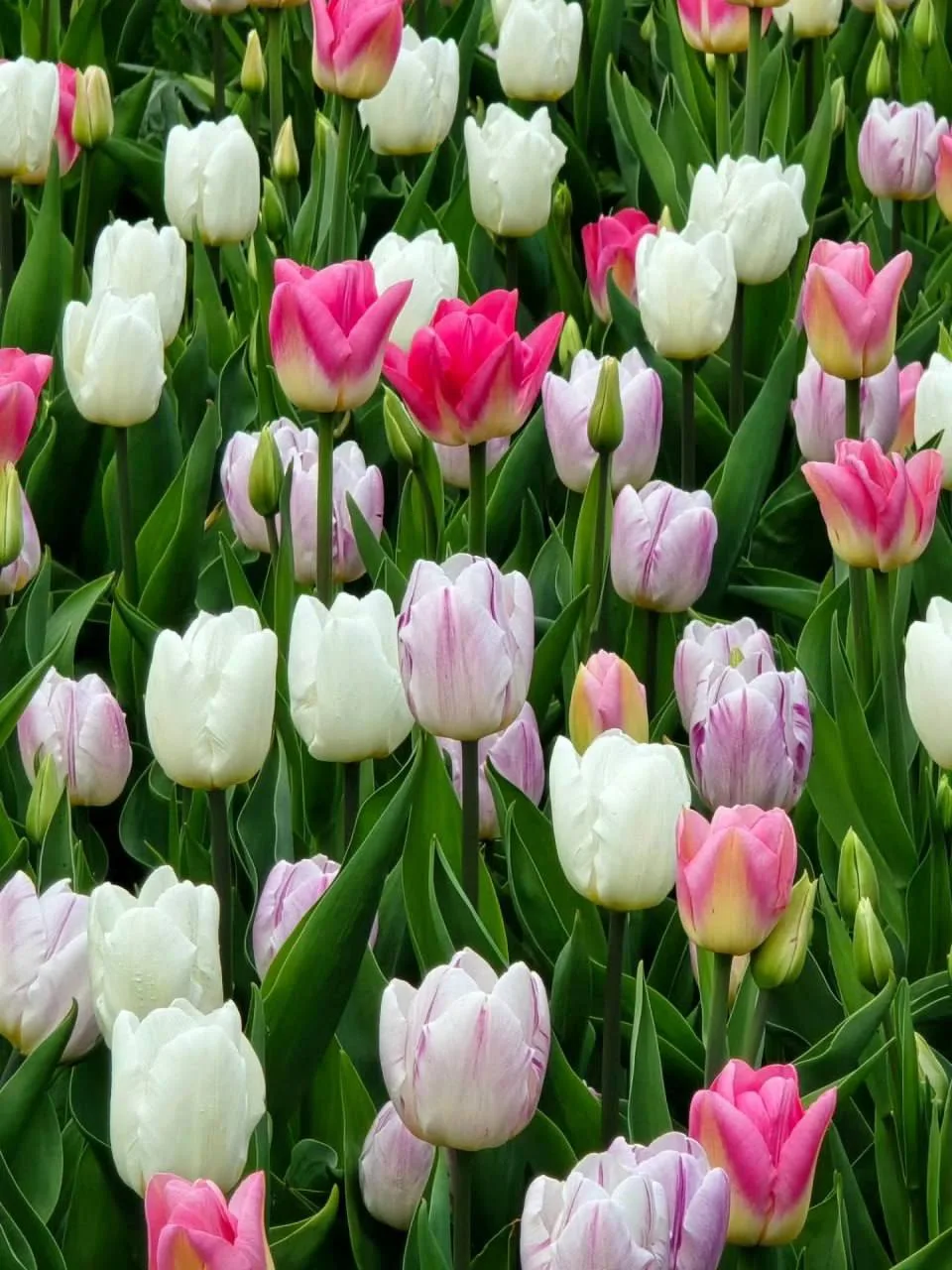 🌷 Екатерининский парк расцвёл пёстрыми тюльпанами  Яркие клумбы превратили его в настоящую весеннюю 