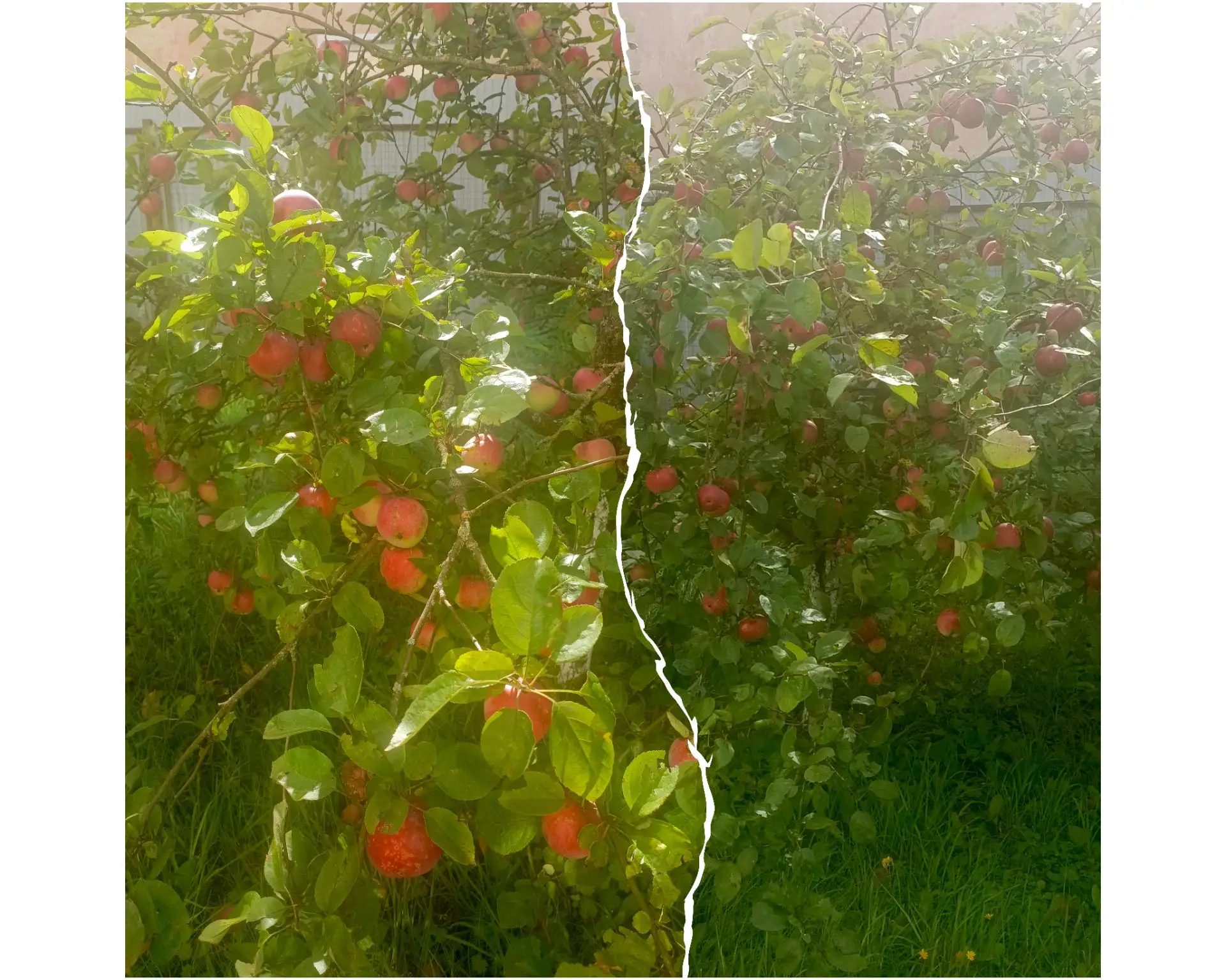 # Школьная территория в фокусе 🍐🍏🍎