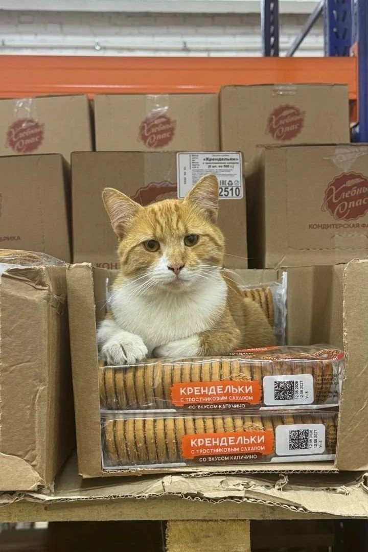 🐈 На полках в магазине заметили пушистого работника