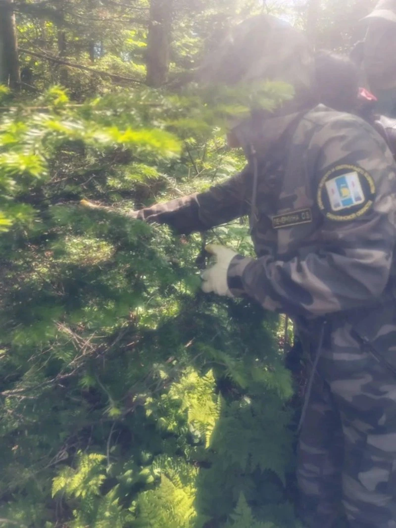 На Сахалине запланировали санитарные рубки после нашествия белополосого шелкопряда