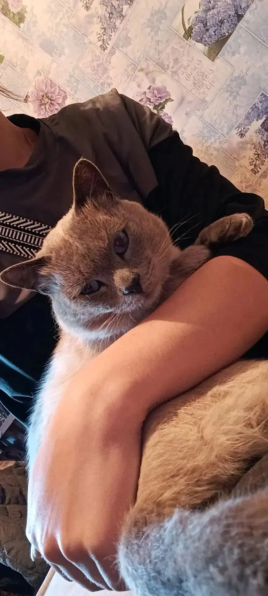 Срочно, нужна передержка, либо дом.