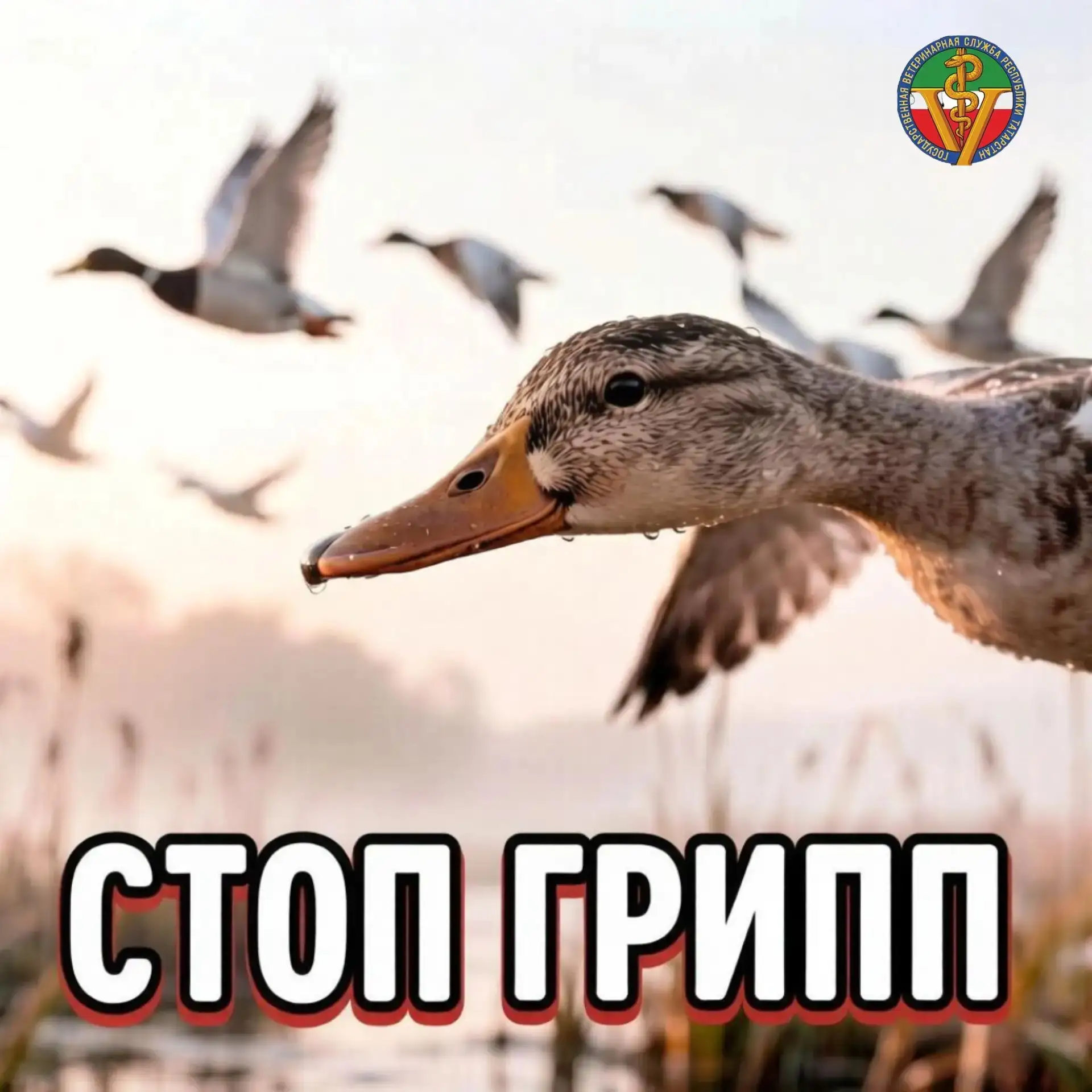 🖌Птичий грипп: что нужно знать