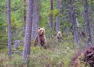 Внимание! У медведей начался сезонный гон.