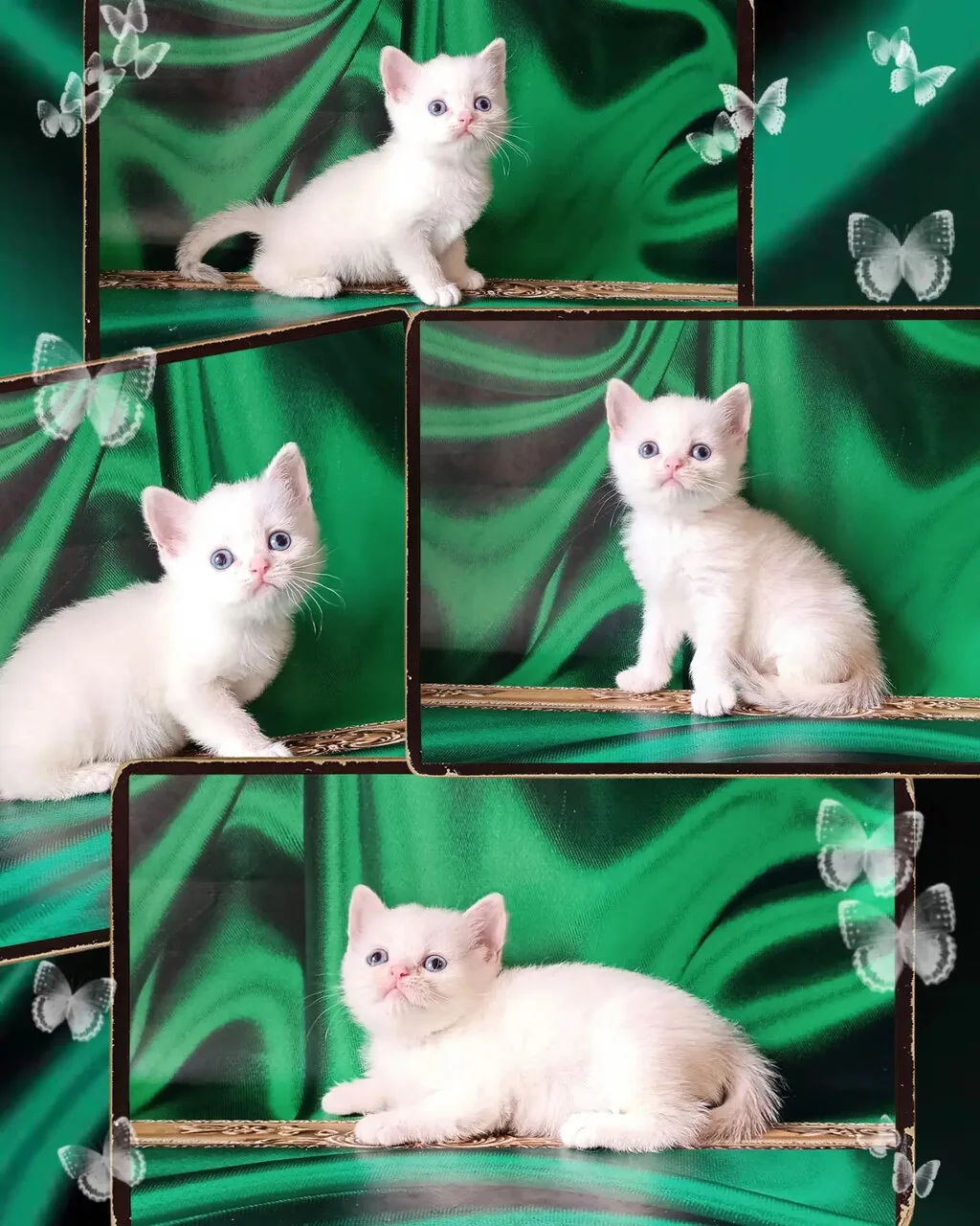 🥰Супер-класснючая девочка Британочка🥰
Голубоглазая британская шиншилла ждет самые лучшие ручки🤗🤗