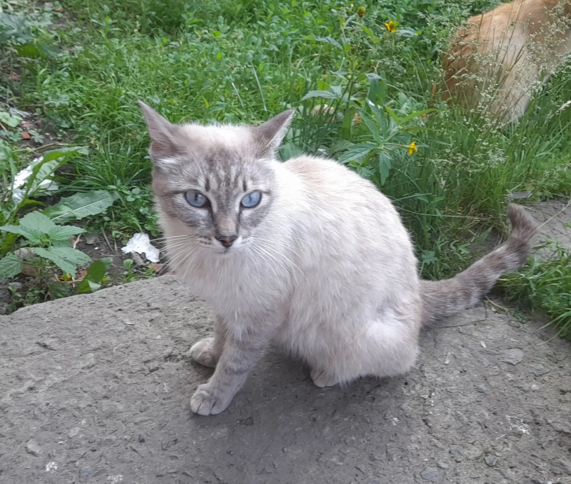 ВОТ ТАКАЯ КРАСИВАЯ КОШЕЧКА ОБИТАЛА НА  УЛИЦЕ 😿.